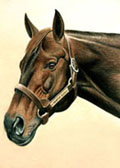 Thoroughbred, Equine Art - Seattle Slew